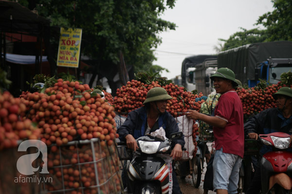 vải lục ngạn